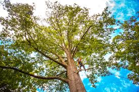 Best Tree Preservation Services  in Dunlap, TN