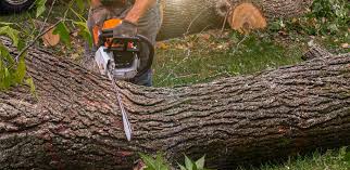 Best Fruit Tree Pruning  in Dunlap, TN