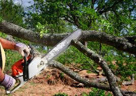 Best Storm Damage Tree Cleanup  in Dunlap, TN