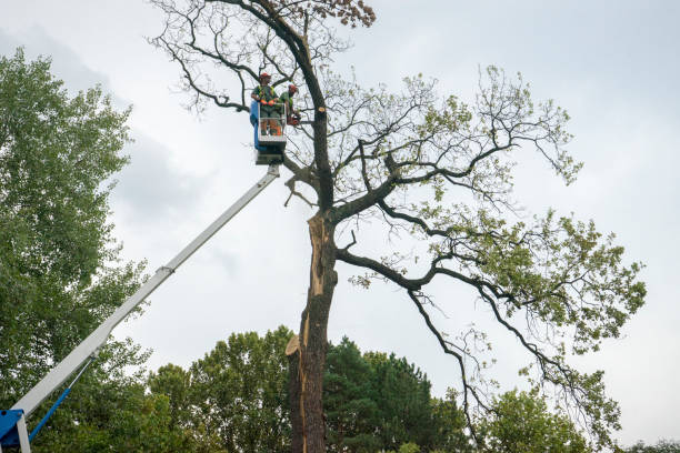 Best Tree Cabling and Bracing  in Dunlap, TN