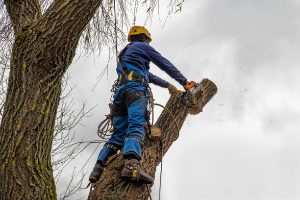 Professional Tree Services in Dunlap, TN